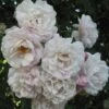 Rosier Grimpant Blush Noisette -Boutique De Plantes 3914604645 75fd68907d o 20rosier blush noisette 771438 1