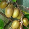Kiwi Hayward (femelle) - Actinidia Deliciosa 2 Kiwi Hayward (femelle) - Actinidia Deliciosa -Boutique De Plantes Actinidia Deliciosa Hayward femelle 781291 1