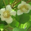 Kiwi Tomuri (mâle) - Actinidia Deliciosa -Boutique De Plantes Actinidia deliciosa Tomuri 80722 FL