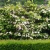 Actinidia Kolomikta Adam - Kiwi D'ornement Mâle 2 Actinidia Kolomikta Adam - Kiwi D'ornement Mâle -Boutique De Plantes Actinidia kolomikta Adam 88515 1