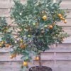 Calamondin - Citrus Madurensis (mitis) -Boutique De Plantes Agrume Calamondin 79065 1