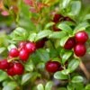 Airelle Rouge Red Pearl - Vaccinium Vitis-idaea -Boutique De Plantes Airelle rouge Red Pearl Vaccinium vitis idaea copyright 1010511 1