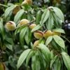 Amandier Nain Autofertile Fruit Me Almond Me - Prunus Dulcis 2 Amandier Nain Autofertile Fruit Me Almond Me - Prunus Dulcis -Boutique De Plantes Amandier nain autofertile Fruit me Almond me Prunus dulcis copyright 16221 1