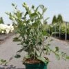 Aronia Melanocarpa Autumn Magic 2 Aronia Melanocarpa Autumn Magic -Boutique De Plantes Aronia melanocarpa Autumn Magic NOBLE 83947 1