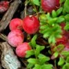 Canneberge Early Black - Vaccinium Macrocarpon - Cranberry -Boutique De Plantes Canneberge Early Black 78040 1