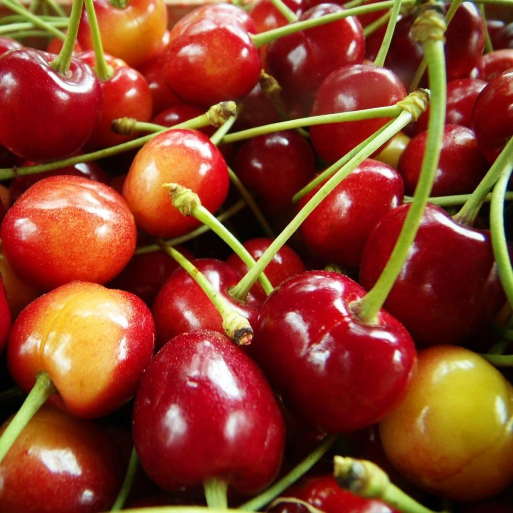 Cerisier Bigarreau Coeur De Pigeon 3 Cerisier Bigarreau Coeur De Pigeon