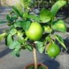 Pamplemousse (Pomelo) - Citrus (x) Paradisi 1 Pamplemousse (Pomelo) - Citrus (x) Paradisi -Boutique De Plantes Citrus x paradisi 83410 1