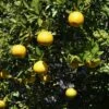 Citrus Ichangensis - Ichang Papeda -Boutique De Plantes Citrus ichangensis 83267 1