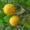 Cédratier - Citrus Medica -Boutique De Plantes Citrus medica 87374 1