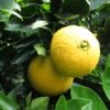 Oranger - Citrus Sinensis Washington Navel -Boutique De Plantes Citrus sinensis Washington Navel 85032 1