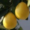 Limequat - Citrus X Floridana -Boutique De Plantes Citrus x floridana 87045 1 1