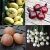 Collection 4 Oignons Colorés 2 Collection 4 Oignons Colorés -Boutique De Plantes Collection 4 oignons colores 70068 1