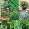 Collection De 10 Aromatiques En Plants -Boutique De Plantes Collection de 10 aromatiques Bio en plants 4035 1