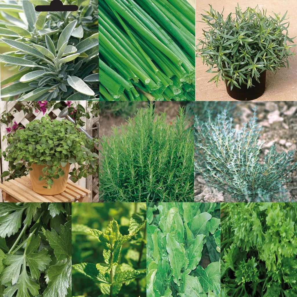 Collection De 10 Aromatiques En Plants 3 Collection De 10 Aromatiques En Plants
