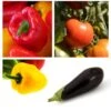 Collection "Ratatouille" De 5 Plants Potagers GREFFES -Boutique De Plantes Collection de 5 plants potagers greff s 4248 1