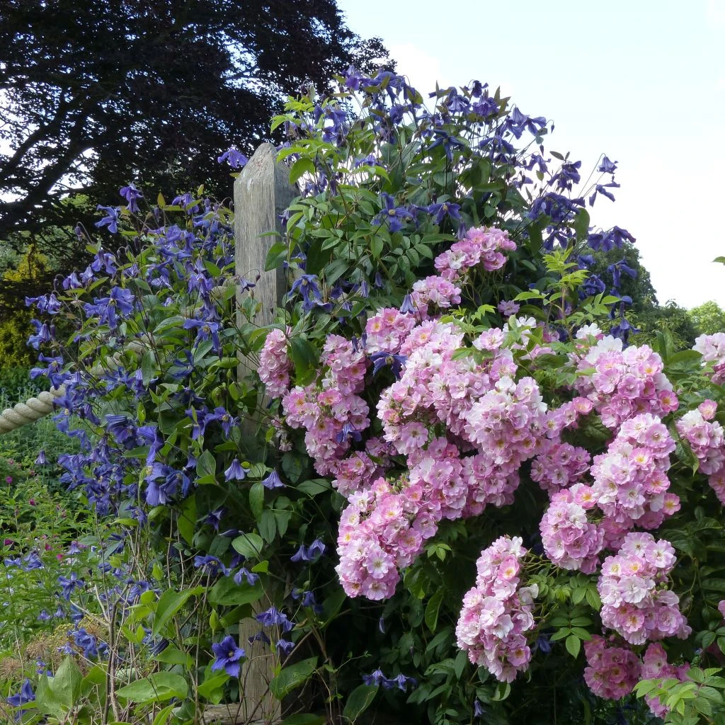Duo Pour Haies - Duo De Rosier Et Clématite 3 Duo Pour Haies - Duo De Rosier Et Clématite