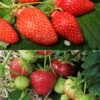Duo De Fraisiers Gariguette Et Mara Des Bois 2 Duo De Fraisiers Gariguette Et Mara Des Bois -Boutique De Plantes Duo de fraisiers Gariguette et Mara des Bois 82591 1