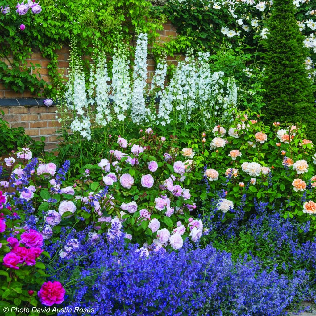 Duo Satin - Duo De Rosier Et Népétas 3 Duo Satin - Duo De Rosier Et Népétas