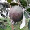 Feijoa Ou Acca Sellowiana Apollo - Goyavier Du Brésil -Boutique De Plantes Feijoa ou Acca sellowiana Apollo Goyavier du Bresil IF 180081 1