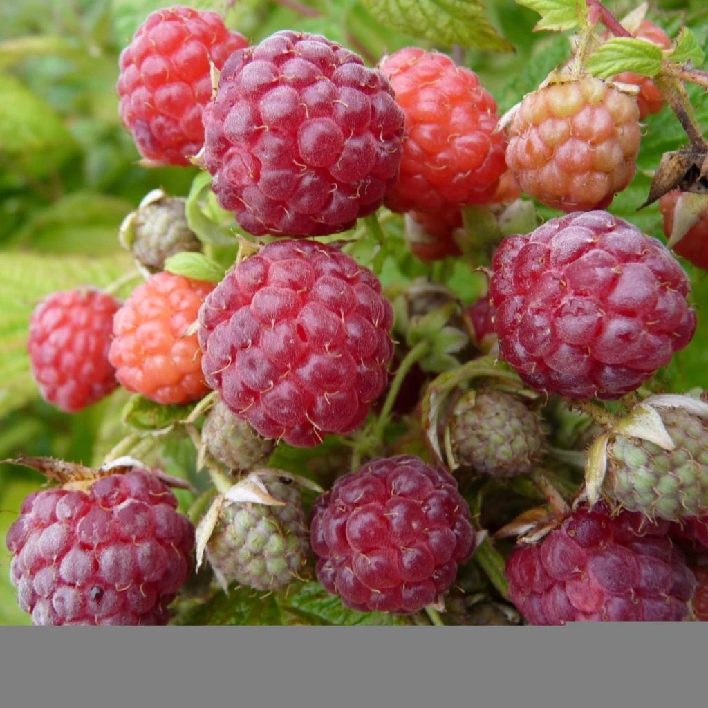 Framboisier Blissy Ou Autumn Bliss (remontant) Bio 3 Framboisier Blissy Ou Autumn Bliss (remontant) Bio