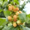 Framboisier Nain Remontant Goodasgold - Rubus Idaeus 2 Framboisier Nain Remontant Goodasgold - Rubus Idaeus -Boutique De Plantes Framboisier nain remontant Goodasgold Rubus idaeus copyright 182731 1