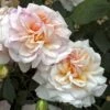 Rosier Ancien Gruss An Aachen -Boutique De Plantes GRUSS AN AACHEN 822672 1