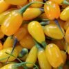 Goji Amber Sweet - Lycium Barbarum -Boutique De Plantes Goji Amber Sweet Lycium barbarum 84993 1