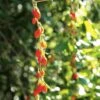 Goji Instant Success - Lycium Barbarum -Boutique De Plantes Goji Instant Success 78111 1