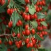 Goji Sweet Lifeberry - Lycium Barbarum 1 Goji Sweet Lifeberry - Lycium Barbarum -Boutique De Plantes Goji Sweet Lifeberr 78428 1