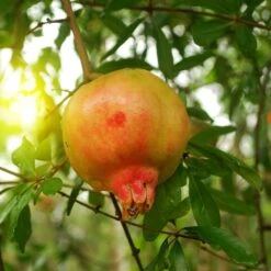 Grenadier à Fruits - Punica Granatum Mollar De Elche