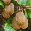 Kiwi Autofertile Boskoop - Actinidia Deliciosa -Boutique De Plantes Kiwi autofertile Boskoop Actinidia deliciosa copyright 1003541 1