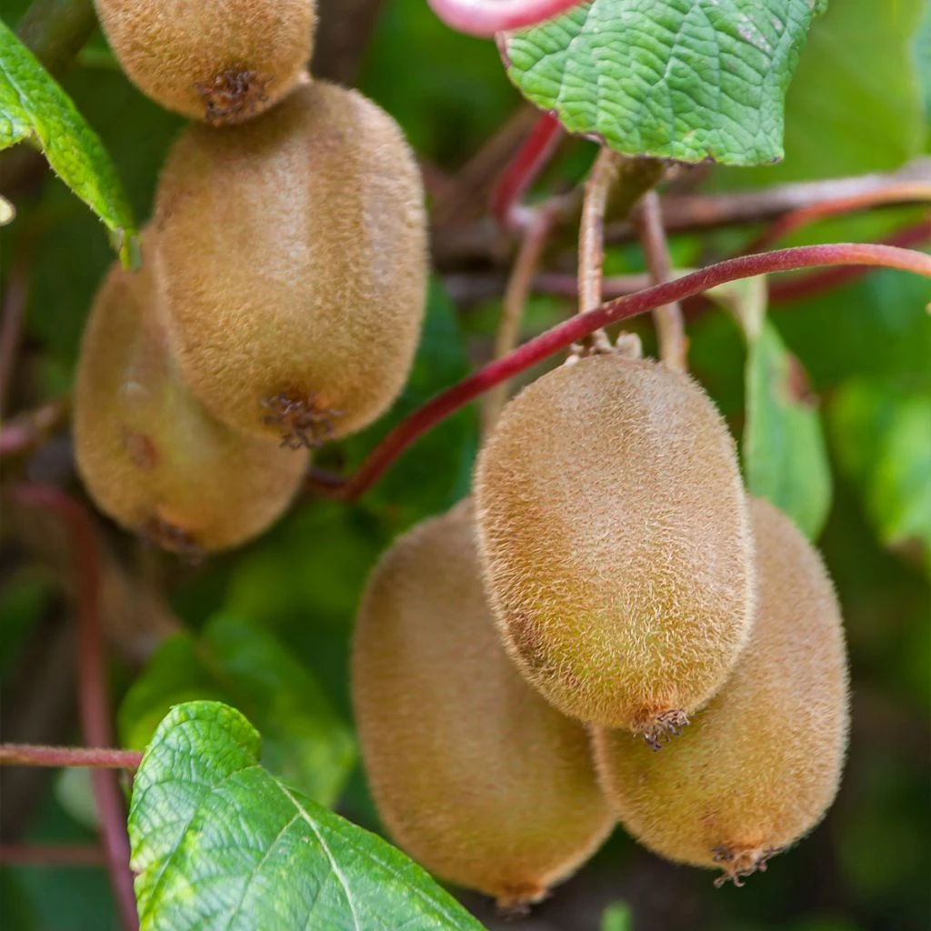 Kiwi Autofertile Boskoop - Actinidia Deliciosa 3 Kiwi Autofertile Boskoop - Actinidia Deliciosa