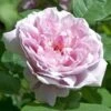 Rosier David Austin Mary Rose 2 Rosier David Austin Mary Rose -Boutique De Plantes MARY ROSE 657842 1