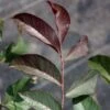 Noyer Commun Purpurea - Juglans Regia 1 Noyer Commun Purpurea - Juglans Regia -Boutique De Plantes Noyer commun Purpurea Juglans regia V 1003791 1