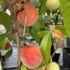 Pêcher Nain Fruit Me Peach Me Red 2 Pêcher Nain Fruit Me Peach Me Red -Boutique De Plantes Pecher nain Fruit me Peach me Red IF 16269 1