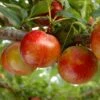 Pluot Flavor Candy - Prunus Pluot -Boutique De Plantes PluotFlavor Candy 79215 1