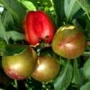 Pluot Flavor Supreme 2 Pluot Flavor Supreme -Boutique De Plantes PluotFlavor Supreme 79219 1