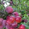 Pluot Pink Candy - Prunus Pluot -Boutique De Plantes PluotPink Candy 78217 1