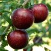 Pluot Purple Candy - Prunus Pluot 2 Pluot Purple Candy - Prunus Pluot -Boutique De Plantes PluotPurple Candy 79221 1