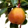 Poirier Nain Garden Gem -Boutique De Plantes Poirier nain Garden GemPyred 78253 1