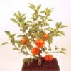 Pommier Nain Garden Sun Red 2 Pommier Nain Garden Sun Red -Boutique De Plantes Pommier nain Garden Sun Red 78322 1