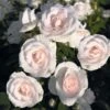 Rosier Couvre-sol Aspirin Rose 2 Rosier Couvre-sol Aspirin Rose -Boutique De Plantes Rosa Aspirin Rose en racines nues 85508 2