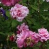 Rosier Ancien Old Blush 2 Rosier Ancien Old Blush -Boutique De Plantes Rosa Old Blush China 82391 1