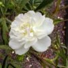 Rosier Botanique - Rosa Cannabifolia -Boutique De Plantes Rosa cannabifolia 84552 1
