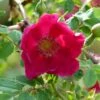 Rosier Botanique - Rosa Moyesii Geranium -Boutique De Plantes Rosa moyesii Geranium 82298 2