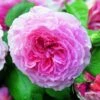Rosier David Austin James Galway -Boutique De Plantes Rosier David Austin James Galway Auscrystal en racines nues 84566 1