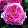 Rosier David Austin The Alnwick Rose 1 Rosier David Austin The Alnwick Rose -Boutique De Plantes Rosier David Austin The Alnwick Rose en racines nues 84568 1