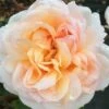 Rosier David Austin The Lady Gardener -Boutique De Plantes Rosier David Austin The Lady Gardener 71293 1