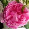Rosier Ancien Fantin Latour -Boutique De Plantes Rosier Fantin Latour 82278 1