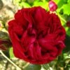 Rosier Grimpant Red Eden Rose -Boutique De Plantes Rosier Grimpant a grandes fleurs Red Eden Rose EricTabarly 71279 1